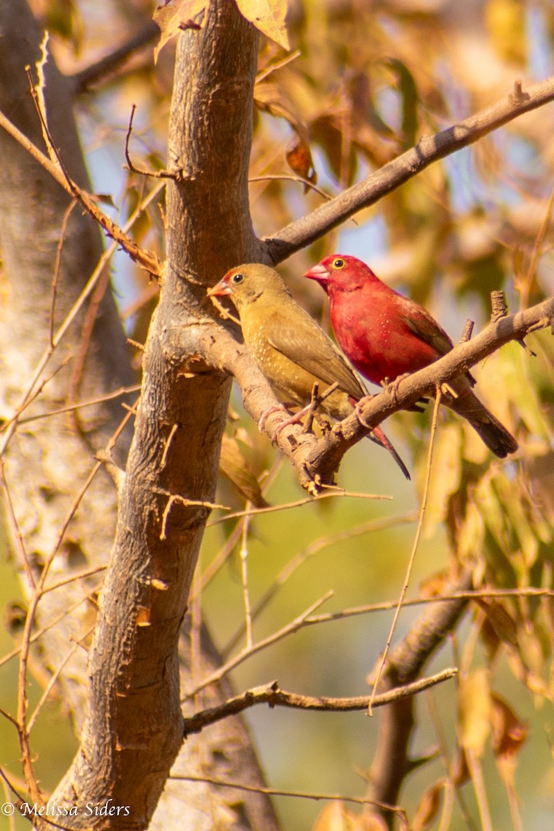 Red-billed Firefinch - ML620304596