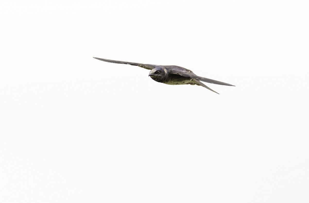 Purple Martin - ML620304603