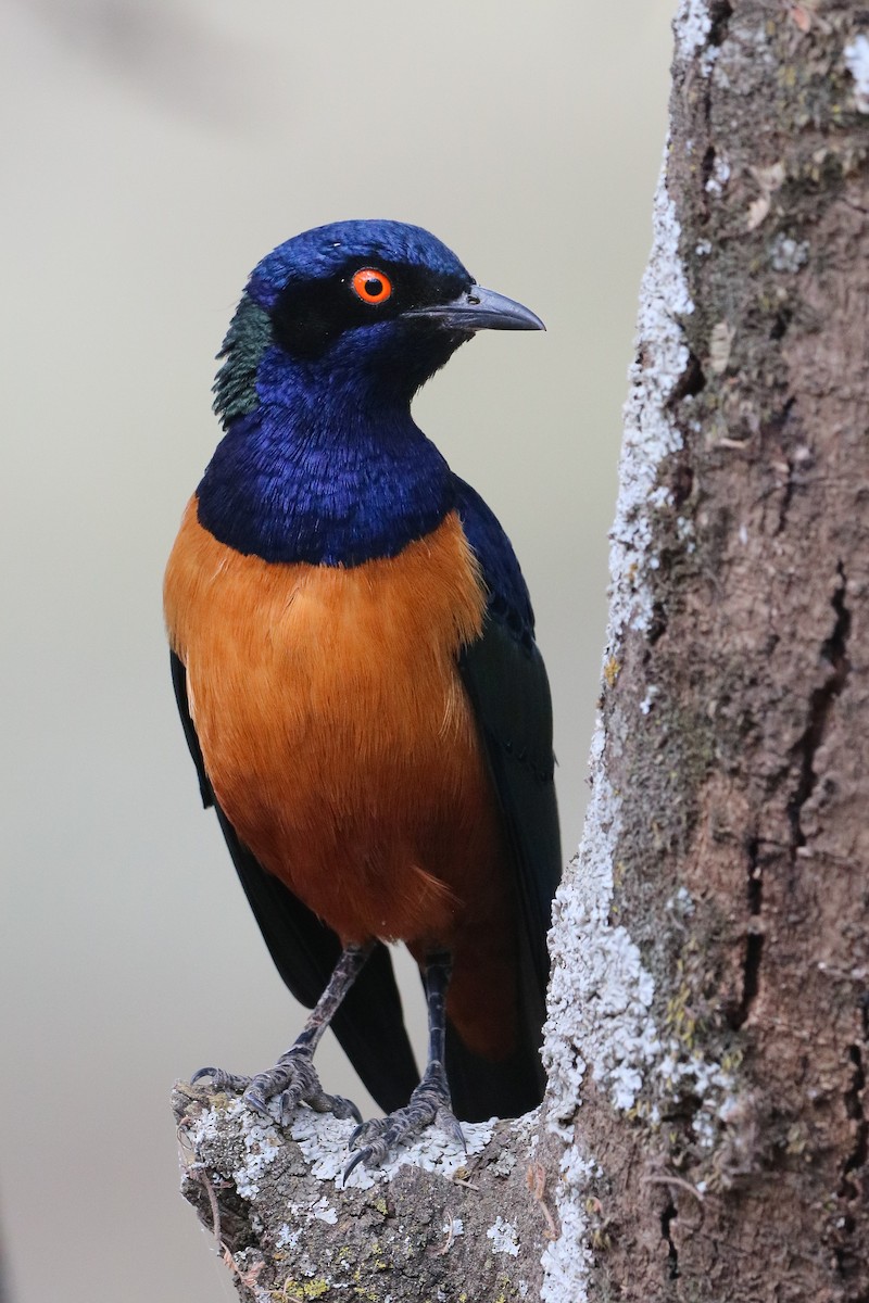 Hildebrandt's Starling - ML620304608