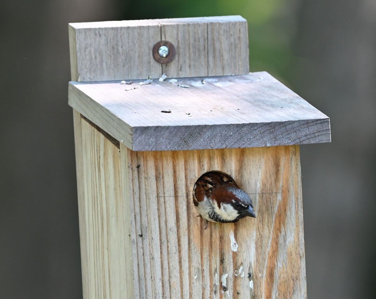 Moineau domestique - ML620304626