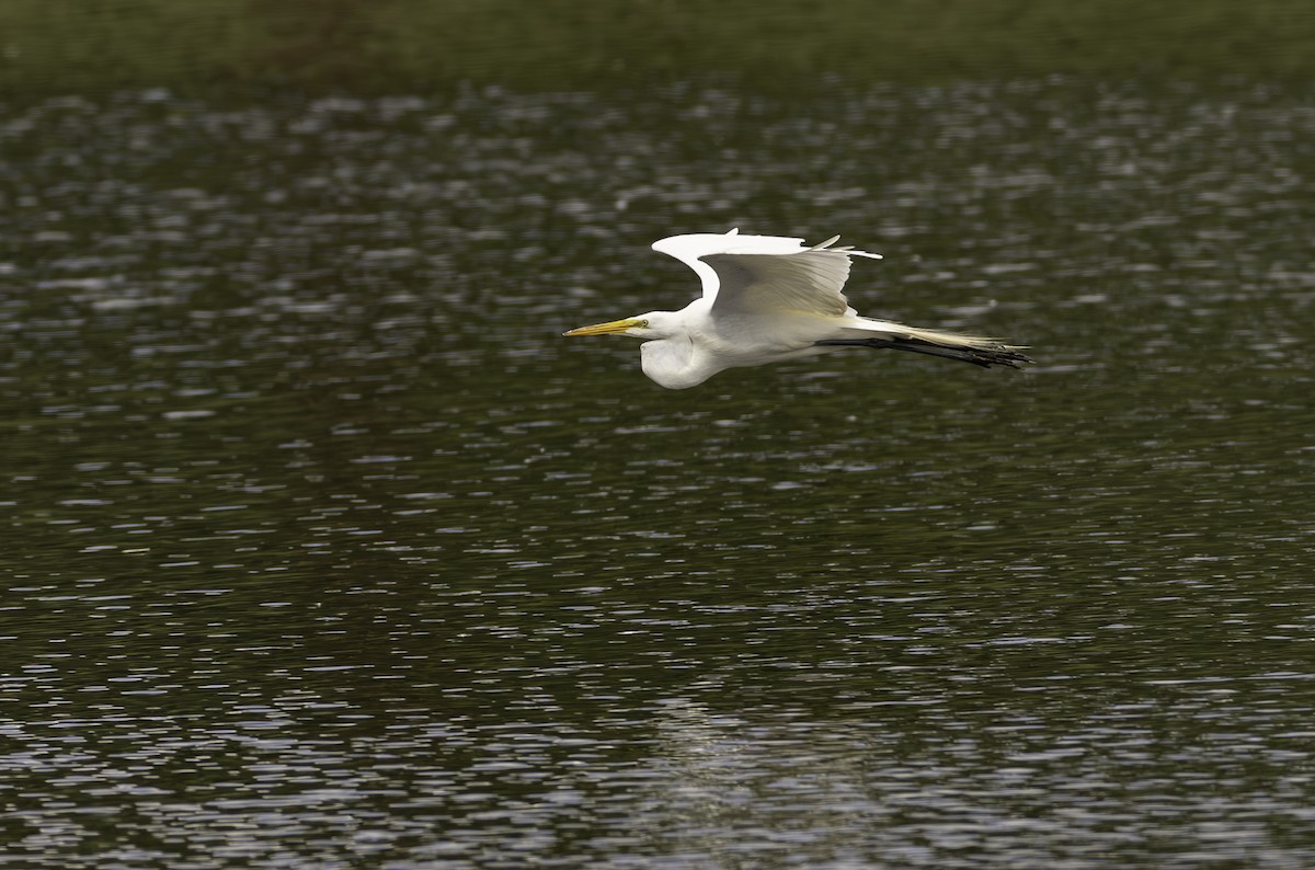 Great Egret - ML620304631