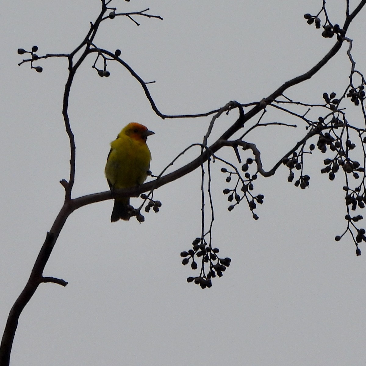 Western Tanager - Michelle Haglund