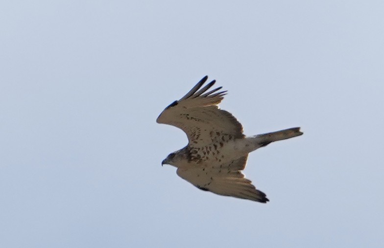 Short-toed Snake-Eagle - ML620304639