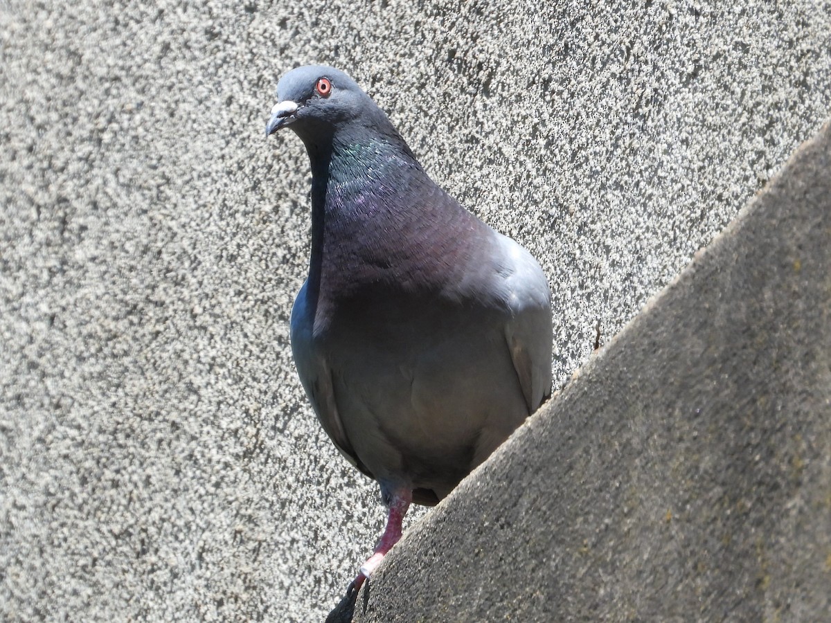 Rock Pigeon (Feral Pigeon) - ML620304650