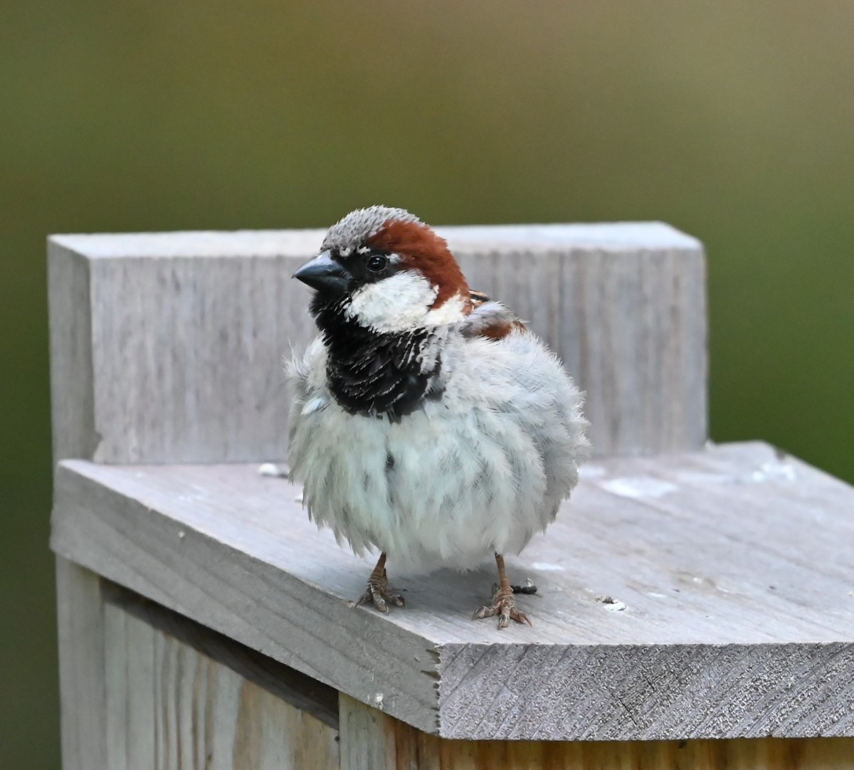 Moineau domestique - ML620304651