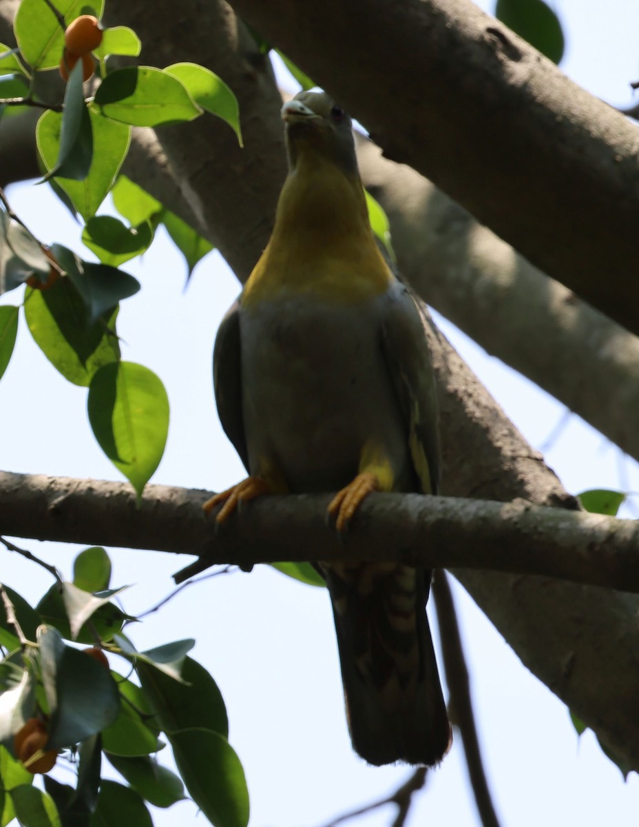 Yellow-footed Green-Pigeon - ML620304652