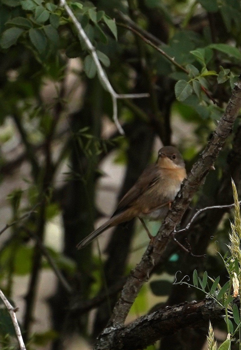 Western Subalpine Warbler - ML620304653