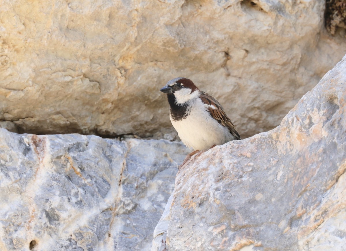 House Sparrow - ML620304654