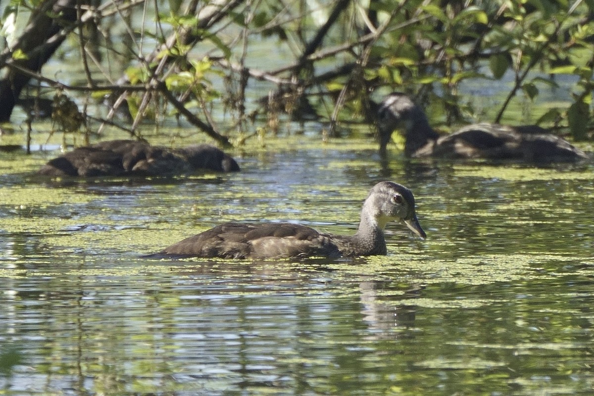 Wood Duck - ML620304655