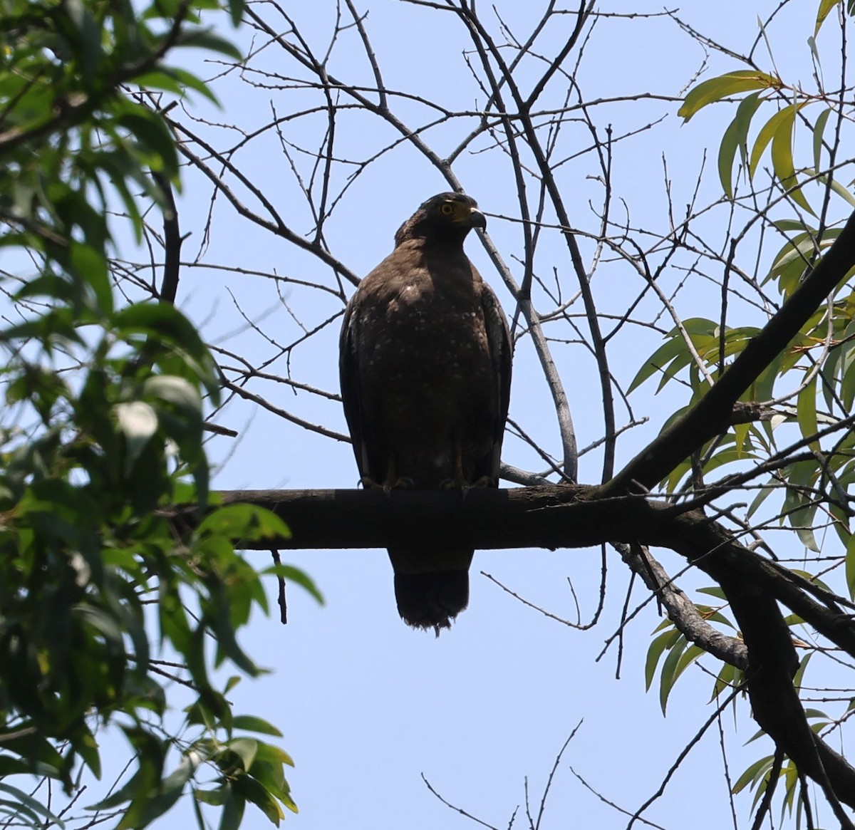 Crested Serpent-Eagle - ML620304656