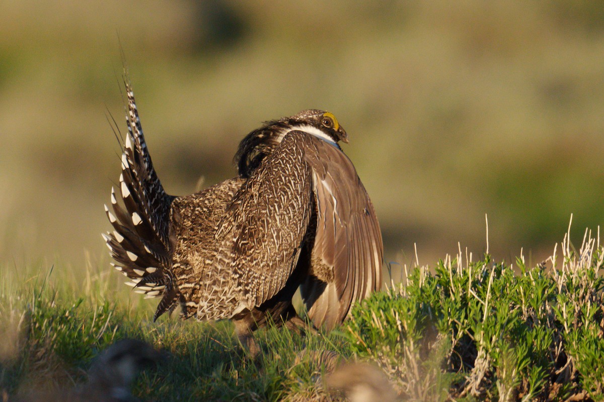 Gunnison Sage-Grouse - ML620304659