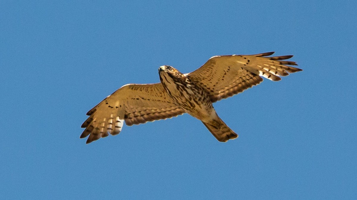 Broad-winged Hawk - Michael Webster