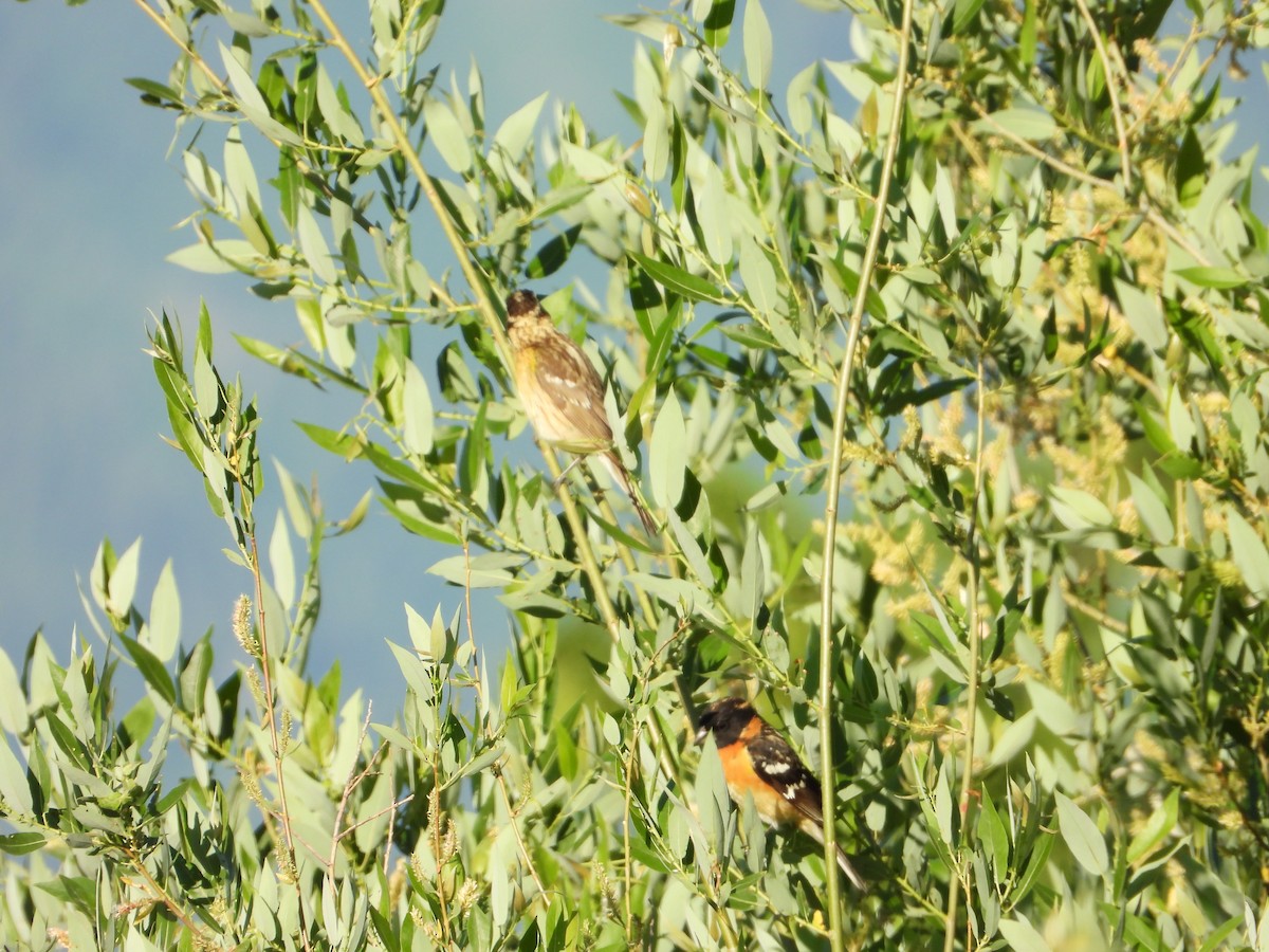 Black-headed Grosbeak - ML620304666