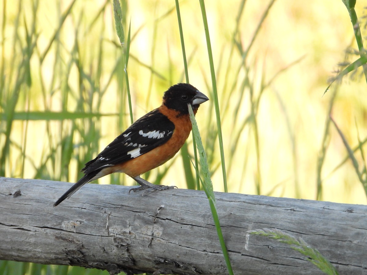 Black-headed Grosbeak - ML620304669