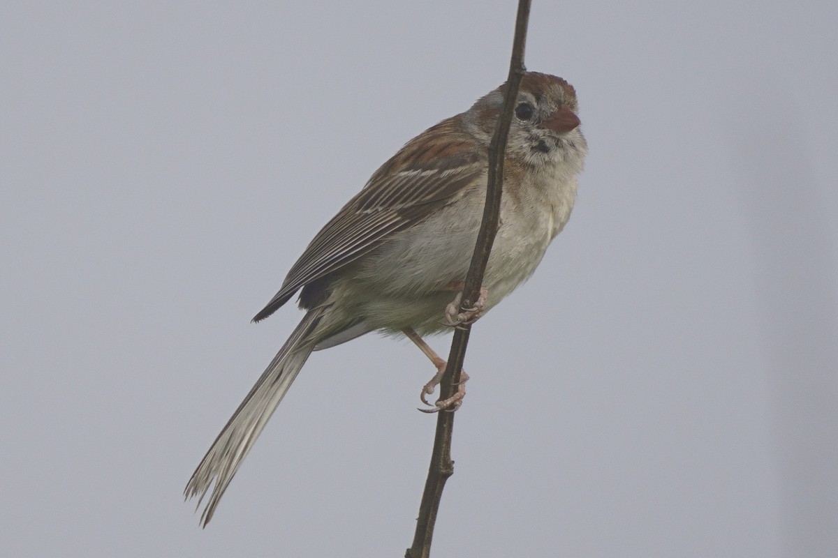 Field Sparrow - ML620304670