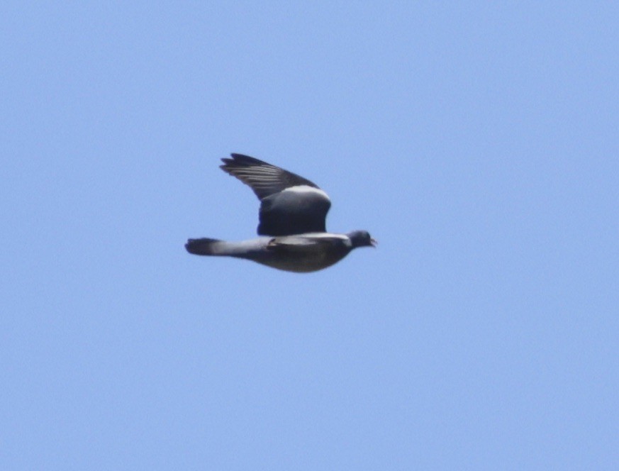 Common Wood-Pigeon - ML620304673