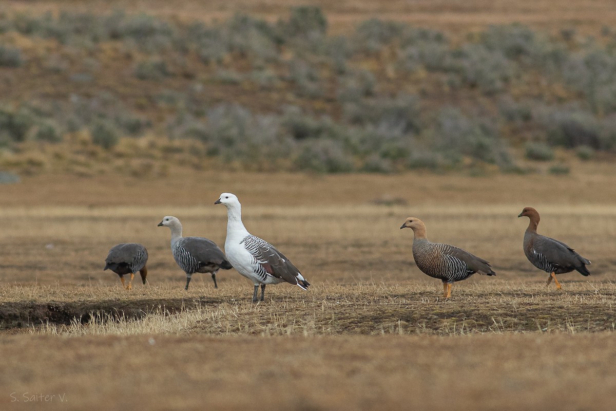 Upland Goose - ML620304676