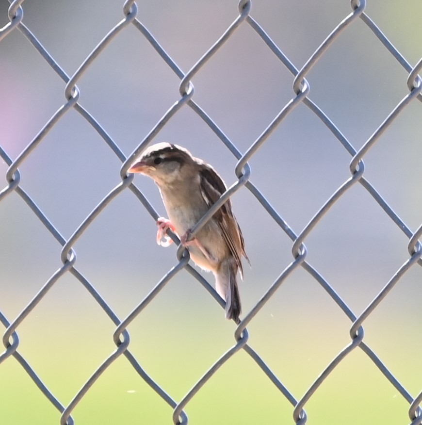 Chipping Sparrow - Ralph Erickson