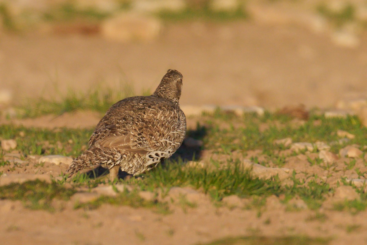 Gunnison Sage-Grouse - ML620304689