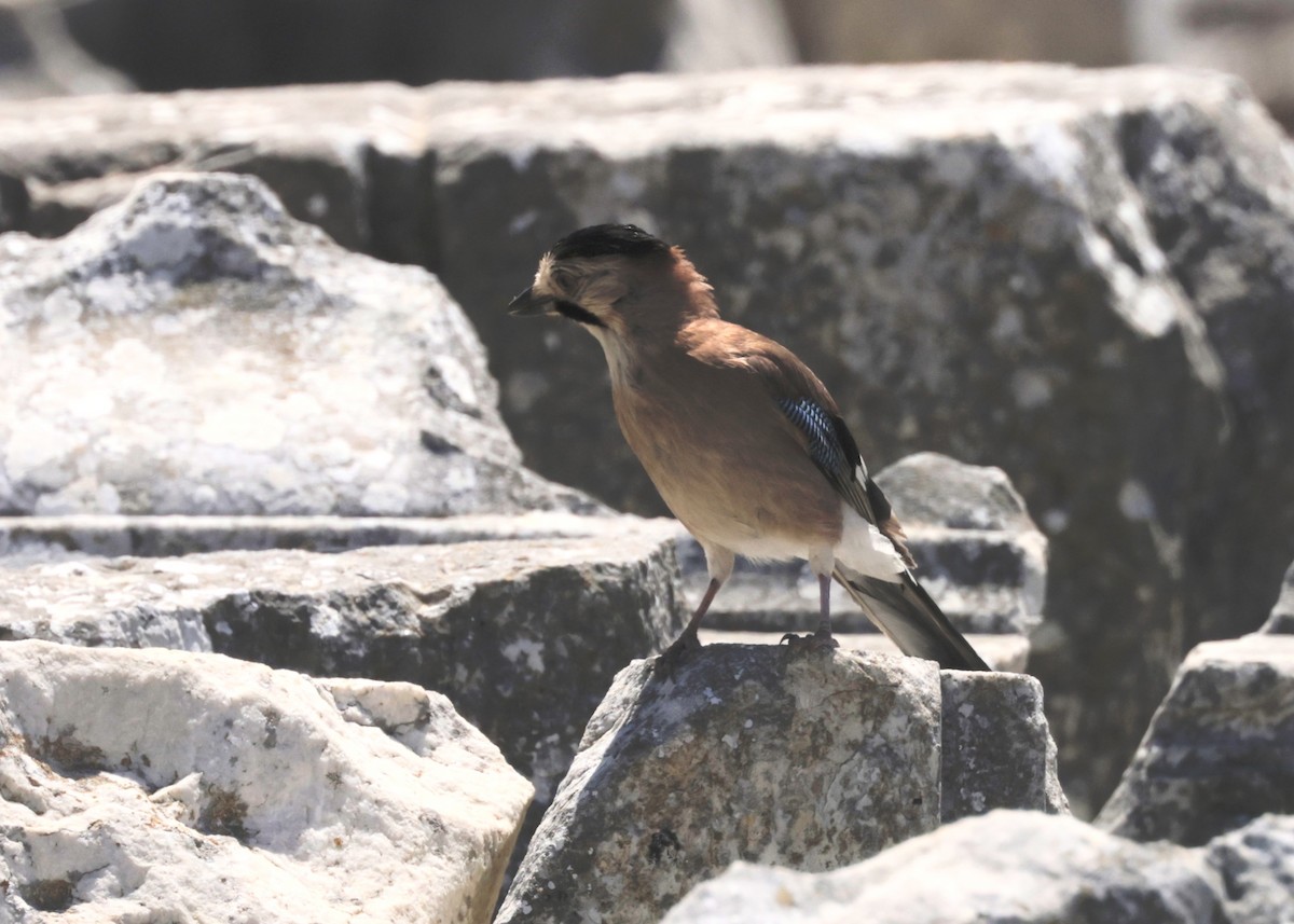 Eurasian Jay - ML620304691