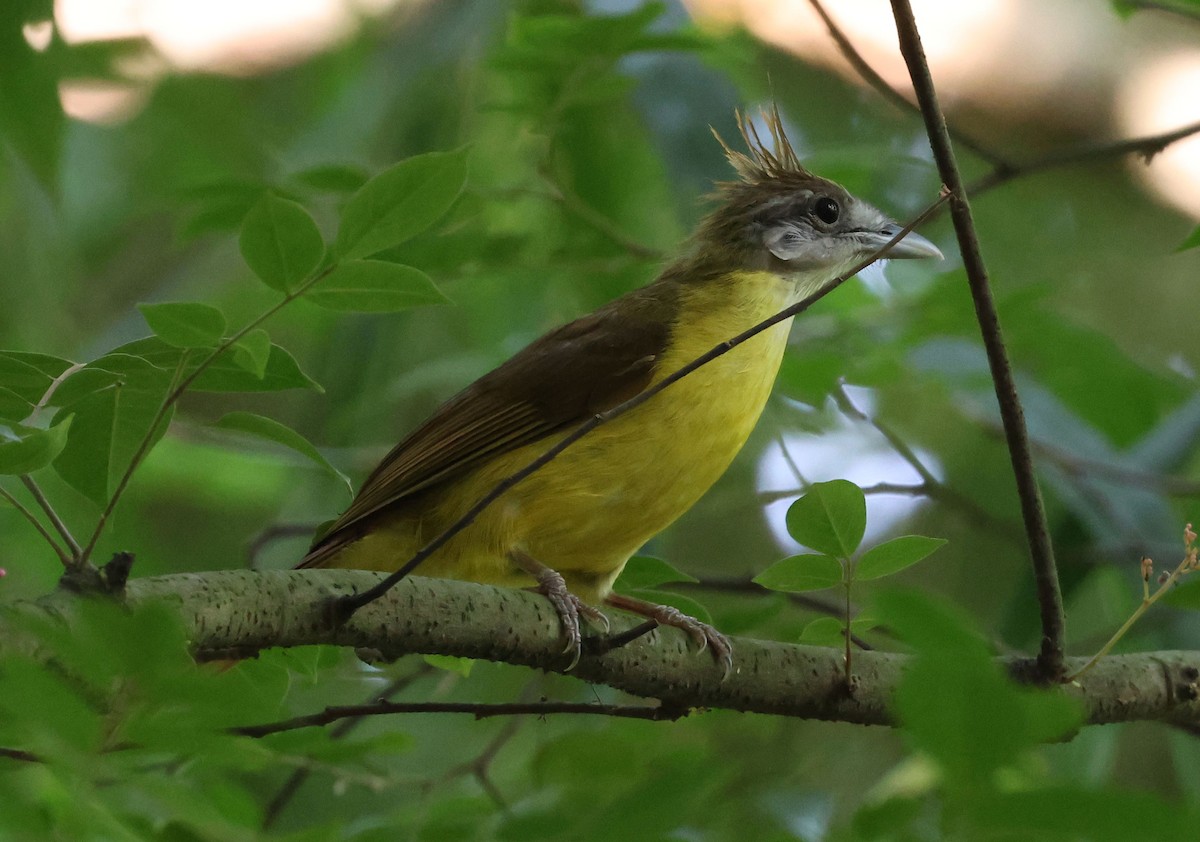 White-throated Bulbul - ML620304693