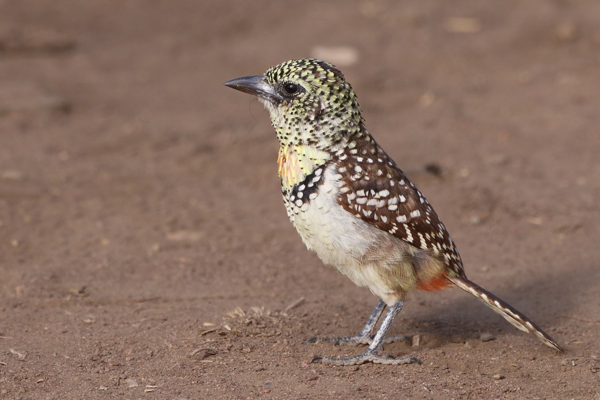 D'Arnaud's Barbet - ML620304694