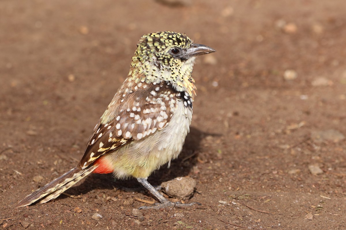 D'Arnaud's Barbet - ML620304695