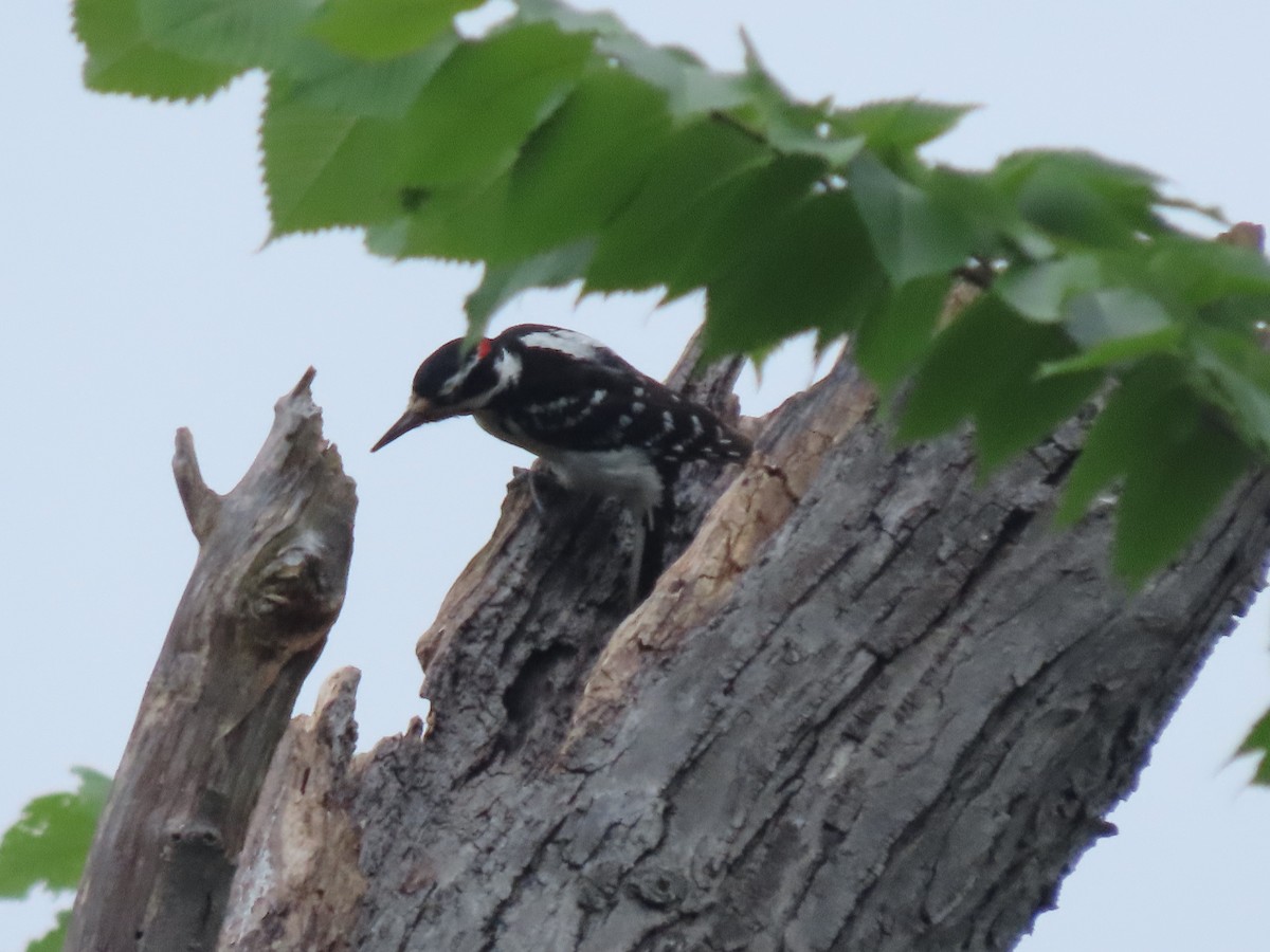 Hairy Woodpecker - ML620304701