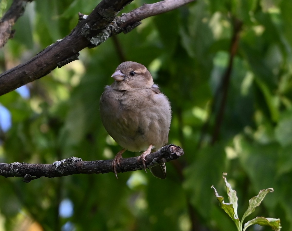 Chipping Sparrow - ML620304703