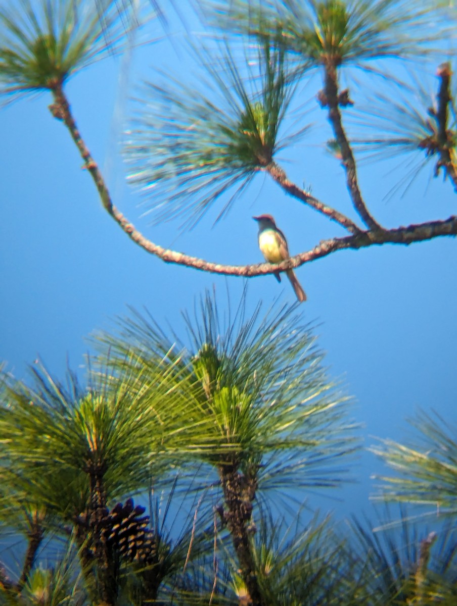 Great Crested Flycatcher - ML620304704