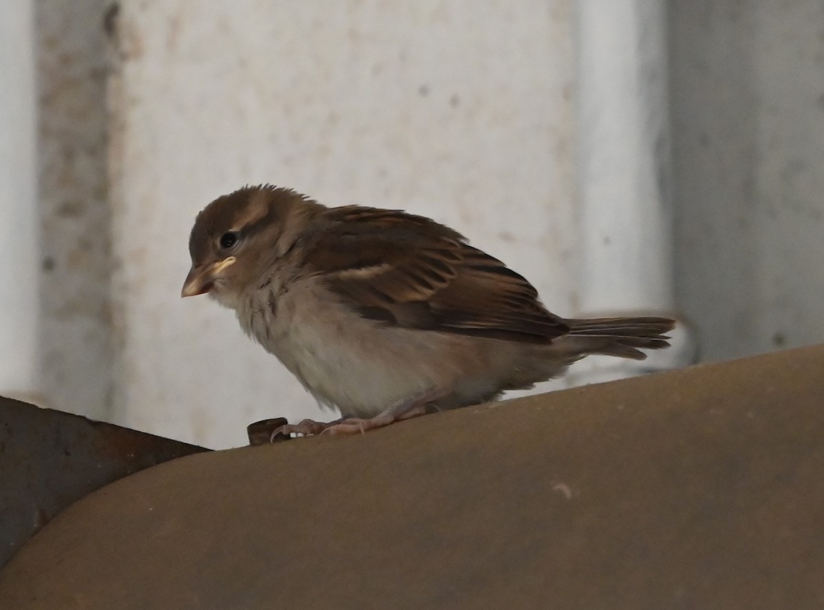 Chipping Sparrow - ML620304707