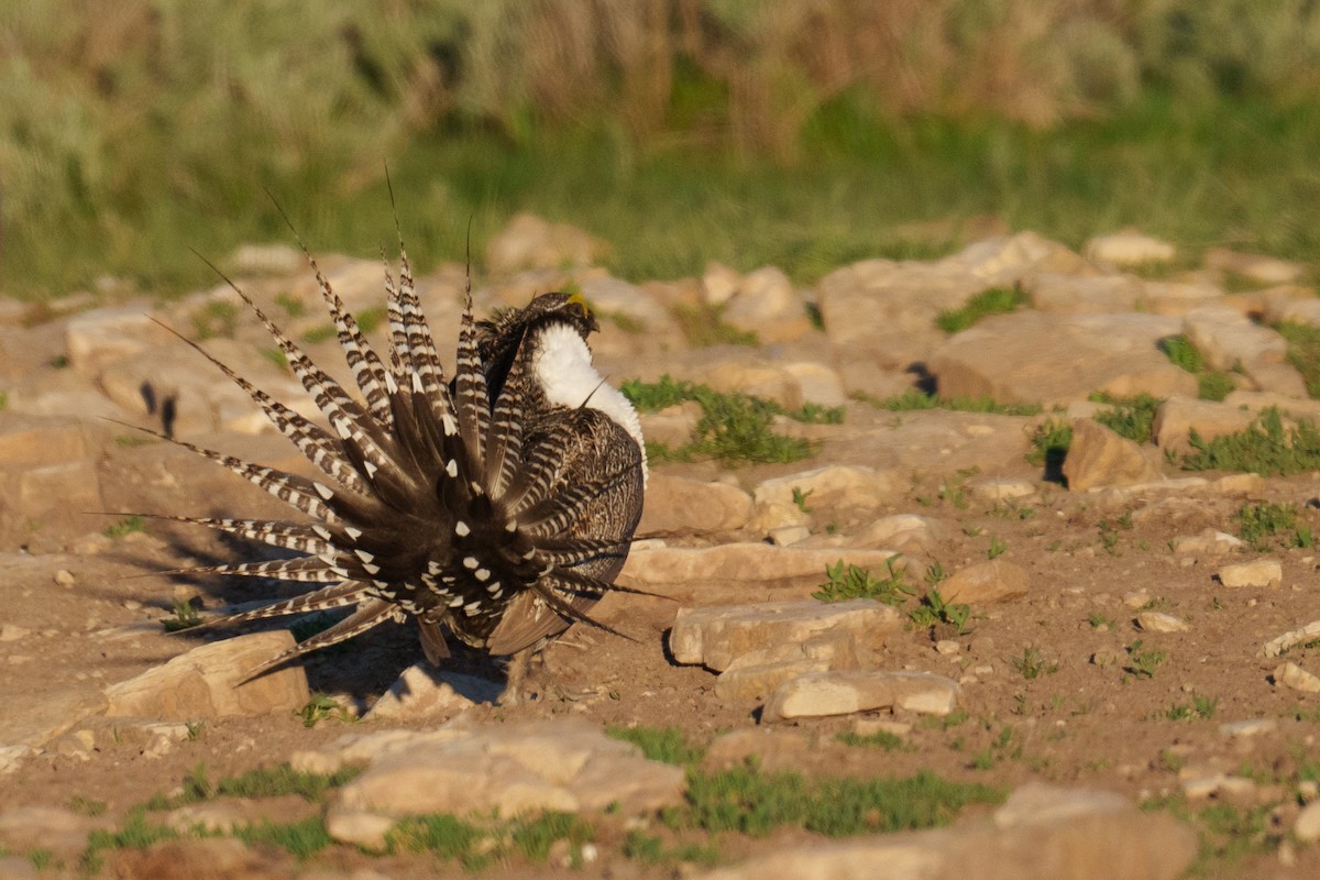 Gunnison Sage-Grouse - ML620304709