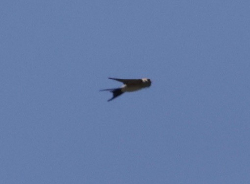 Red-rumped Swallow - ML620304715