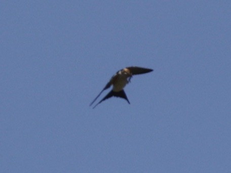 Red-rumped Swallow - ML620304718