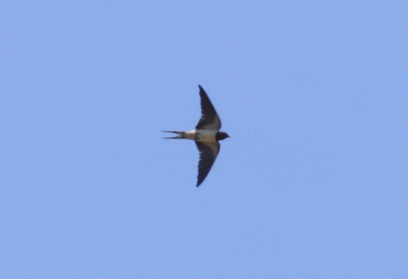 Barn Swallow - ML620304720
