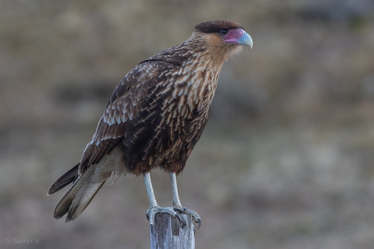 Caracara huppé (plancus) - ML620304721