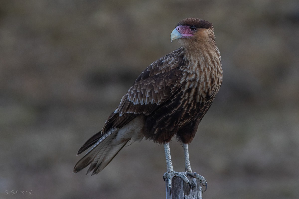 Crested Caracara (Southern) - ML620304722