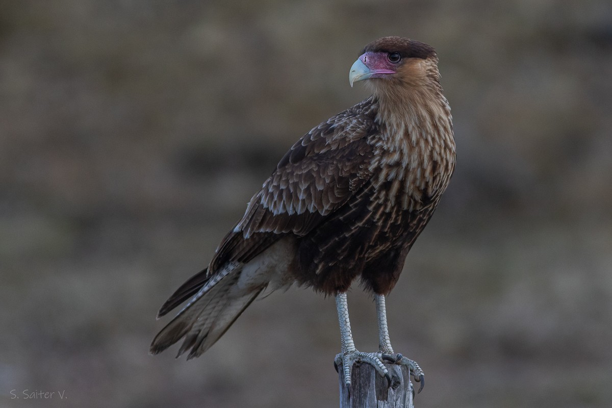 Caracara huppé (plancus) - ML620304722