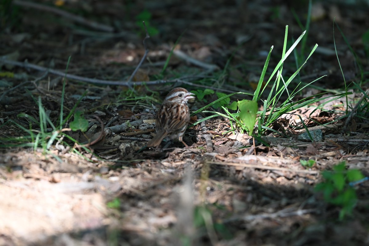 Song Sparrow - ML620304724