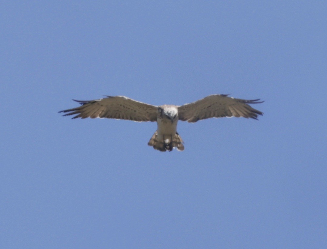 Short-toed Snake-Eagle - ML620304725