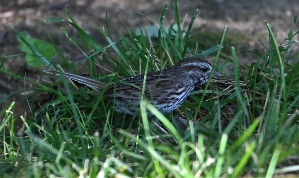 Song Sparrow - ML620304728