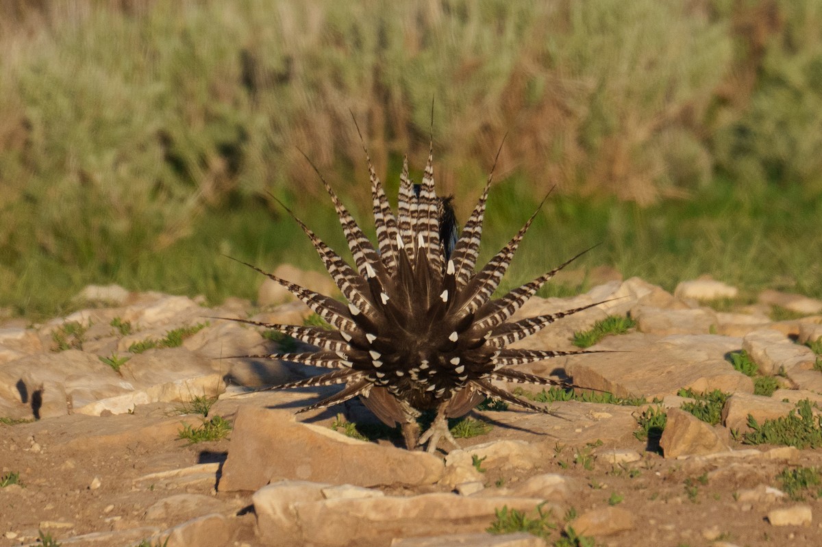 Gunnison Sage-Grouse - Linda Chittum