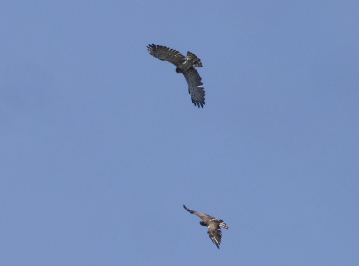 Short-toed Snake-Eagle - ML620304734