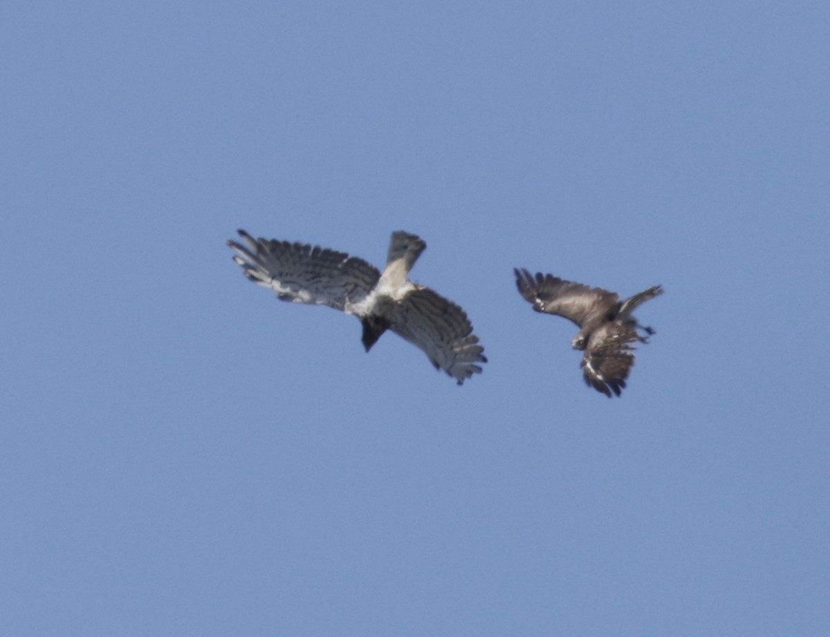 Short-toed Snake-Eagle - ML620304735