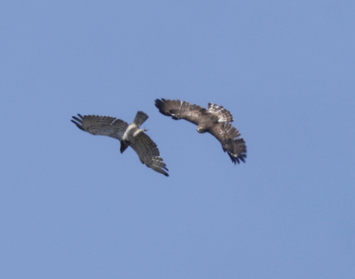 Short-toed Snake-Eagle - ML620304736