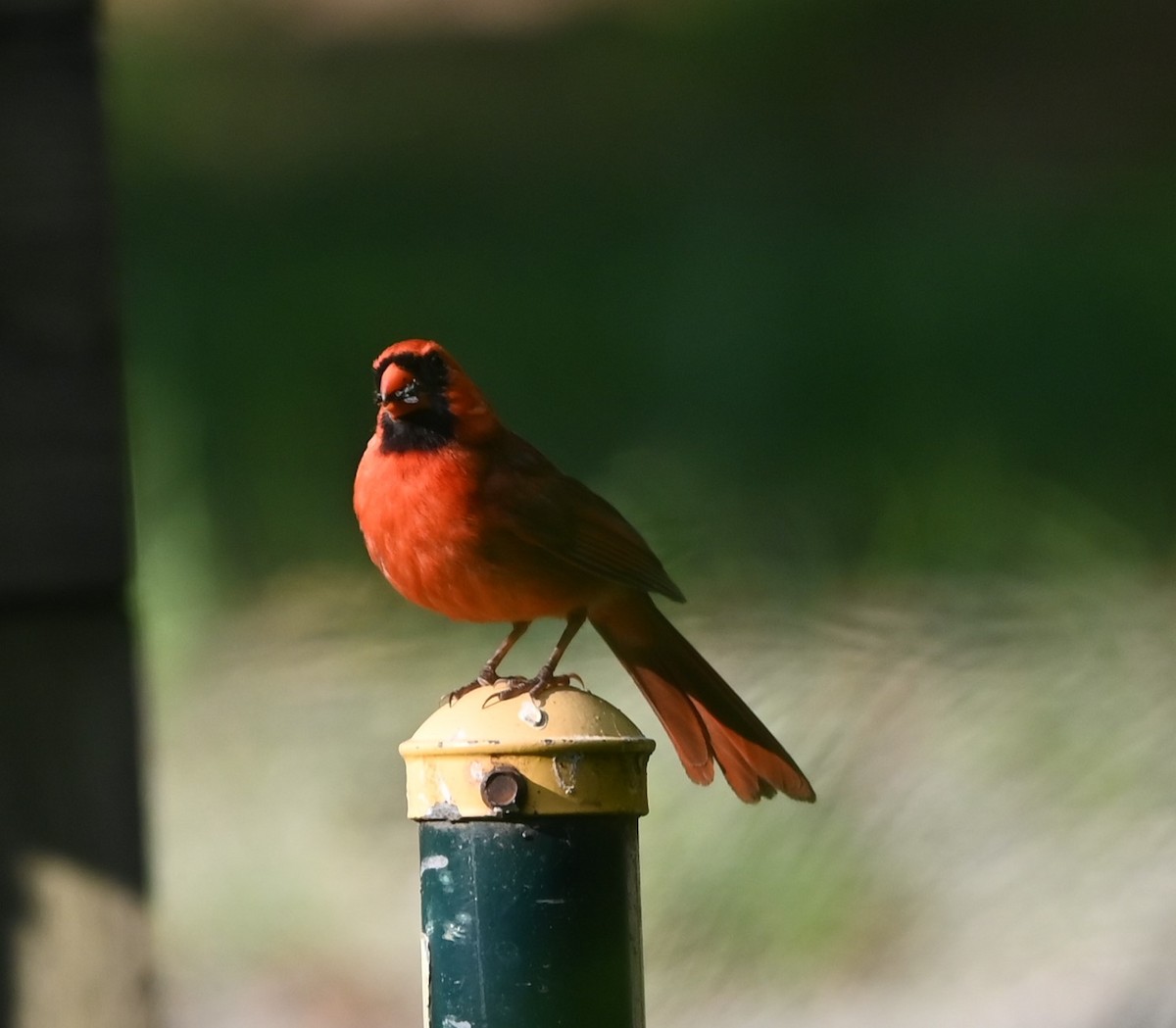 Cardinal rouge - ML620304738