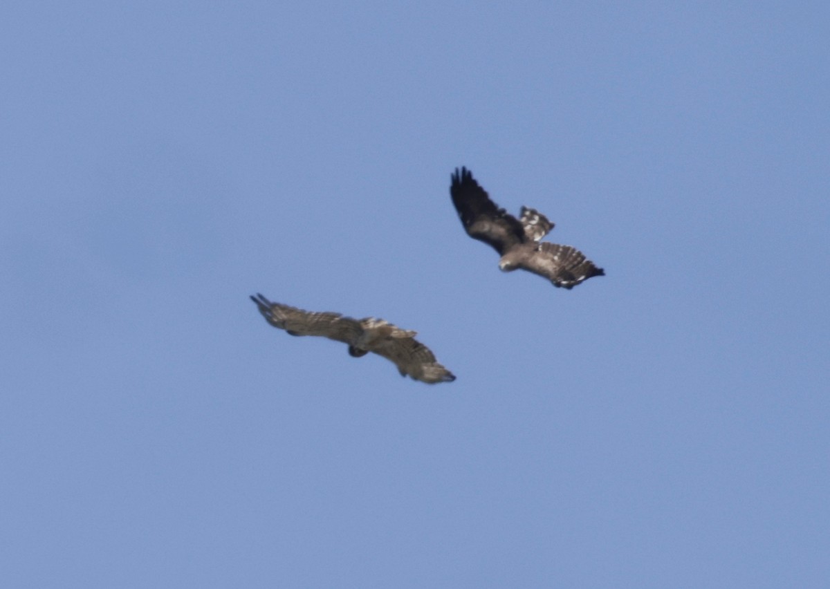 Short-toed Snake-Eagle - ML620304739