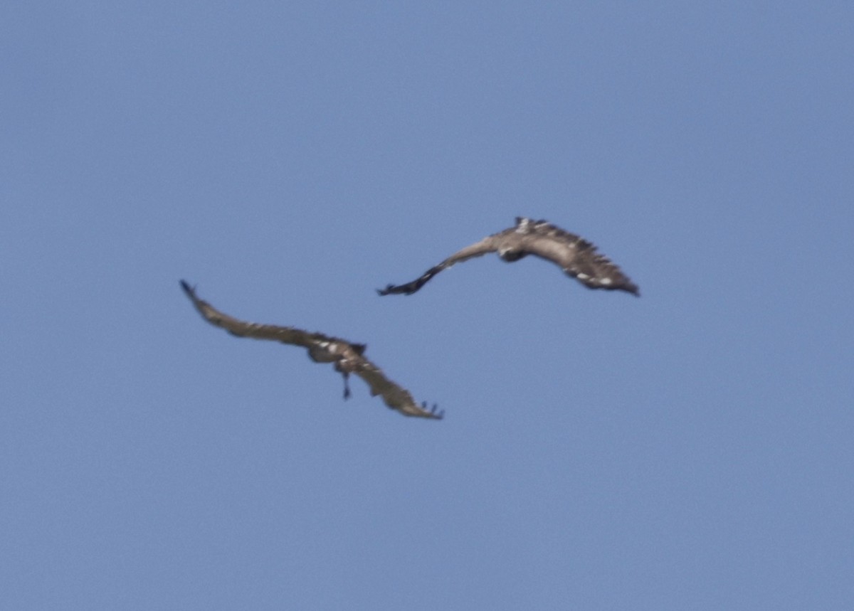 Short-toed Snake-Eagle - ML620304740