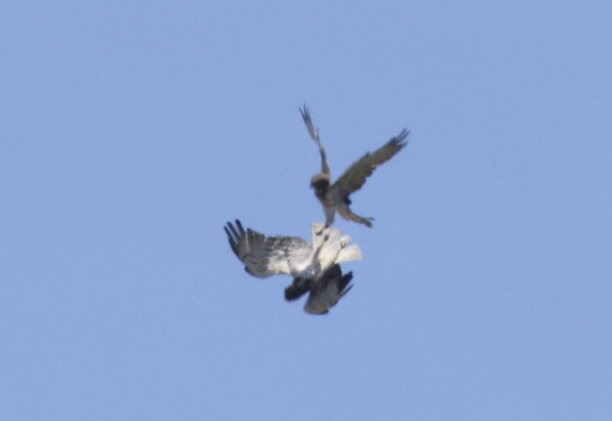 Short-toed Snake-Eagle - ML620304742