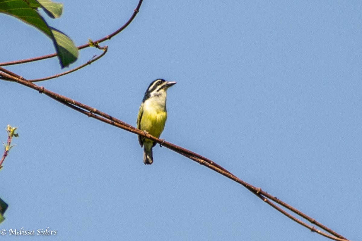 Yellow-rumped Tinkerbird - ML620304746